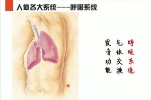 李哲老师讲人体组织和结构课程(10集)