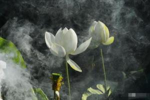 18度摄影学院·禅意荷花摄影教程视频