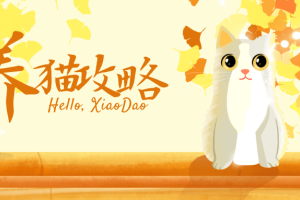 新手养猫的注意事项_新手训猫养猫攻略大全，助你成为养猫专家!