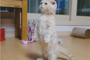 猫咪训练视频教学 养猫攻略大全