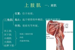 中山大学人体解剖学精品课程百度云资源（36课时）