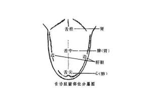 杨春虎中医舌诊音频课程