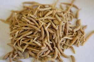 党参的功效与作用及食用方法(附禁忌 副作用)